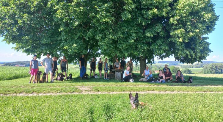 Hundespaziergang Titelbild